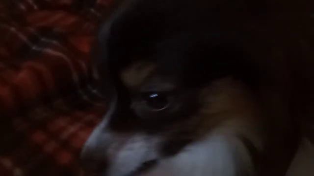 А.С.М.Р. Папильон аппетитно кушает огурчик. смотреть онлайн