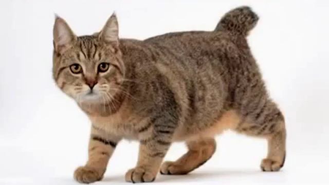 Найбільші коти світу смотреть онлайн