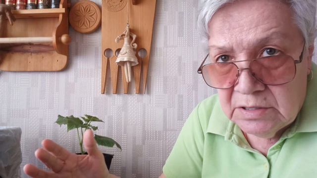 494. Сеяла 3 апреля, а утром 5 го уже взошло! вот это скорость! смотреть онлайн