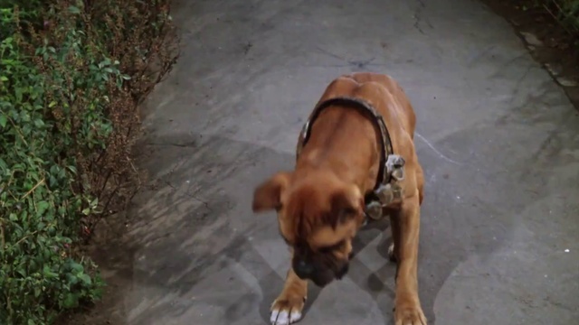 06.Собака смотреть онлайн