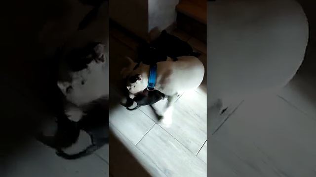 Минибультерьеры щенки с мамой смотреть онлайн