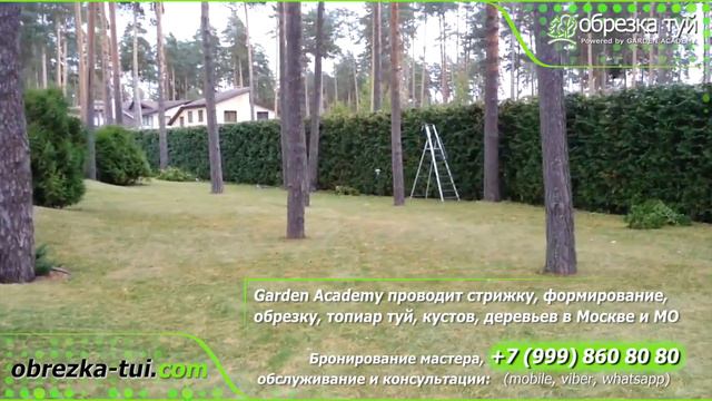 Стрижка туй фирма заказать ☎️+79990008108 смотреть онлайн