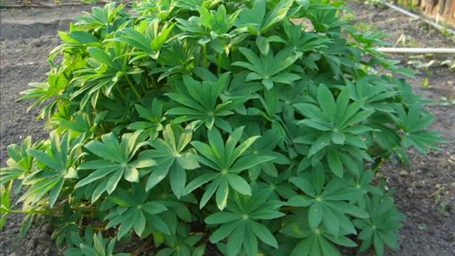 Дача юбилей 7 лет ( 9 мая ) смотреть онлайн