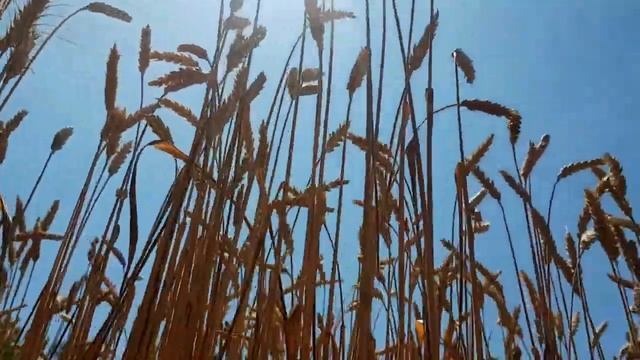 САМВЕЛ АДАМЯН И ВАРЕНИКИ. МАТЬ ОБВИНИЛА НАДЬКУ. ЗАЧЕМ ХОТЕЛА ОТДАТЬ ИХ В ТЕАТР