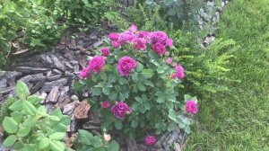 Цветёт синяя роза Минерва ? Rose Minerva ?