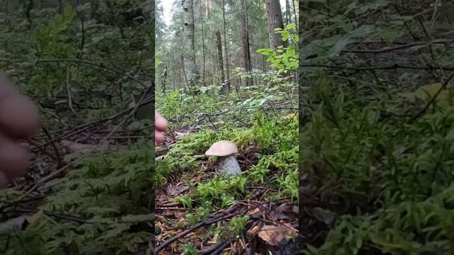 МОИ ЛЮБИМЫЕ СЕРЫЕ ПОДОСИНОВИКИ! ОЧЕНЬ РЕДКИЙ ВИД ГРИБОВ НАШИХ ЛЕСОВ!???