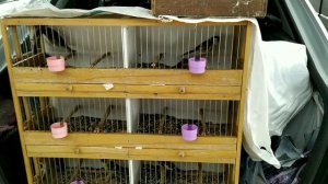 Купил на рынке певчую птицу овсянку и репла.