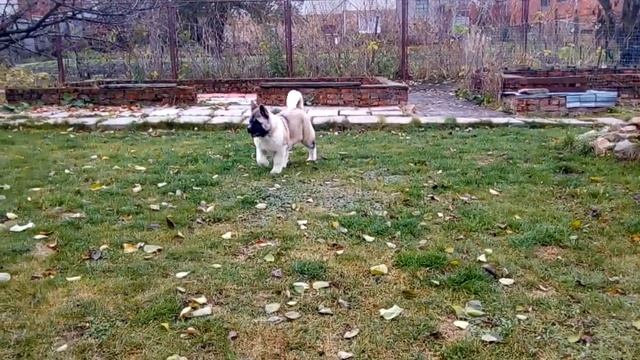 Девочка американской акиты Миа, 3,5 месяца смотреть онлайн