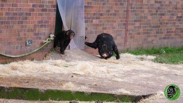 Chimp Mayhem | The Chimps Are Out In Force смотреть онлайн