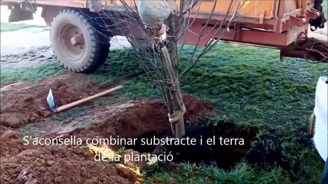 Plantació Carpinus betulus Fastigiata смотреть онлайн