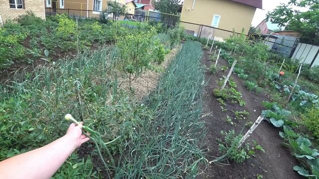 Из-за чего желтеет лук и чеснок? смотреть онлайн