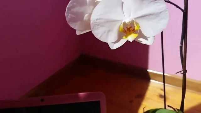 ПОЛЕЗНЫЕ И БЫСТРЫЕ ЗАВТРАКИ || СМУЗИ, МОРКОВНЫЙ ФРЕШ смотреть онлайн