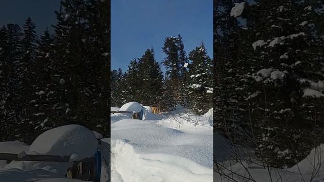 Профессиональные бензопилы ZimAni. Красноярский смотреть онлайн