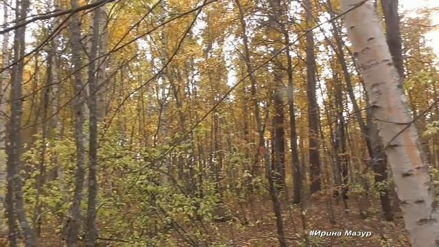 Грибы в конце сентября. смотреть онлайн