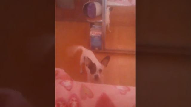 Маленькая злючка моя:* смотреть онлайн
