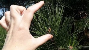 Сосна Чёрная. Хвойники Подмосковья, продолжение.