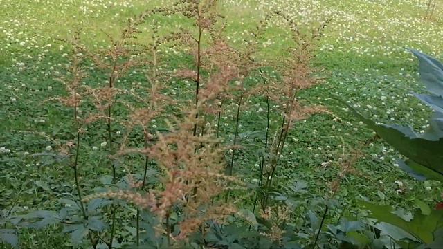 Астильба Таке (Astilbe taquetii), ранняя розовая - июнь 2023 смотреть онлайн