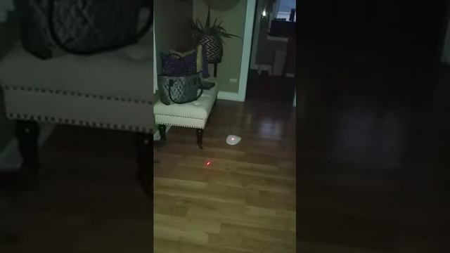 PetSafe Laser Tail Automatic Laser Cat Toy, Fun Laser Light Game for Cats (Packaging May Vary) смотреть онлайн