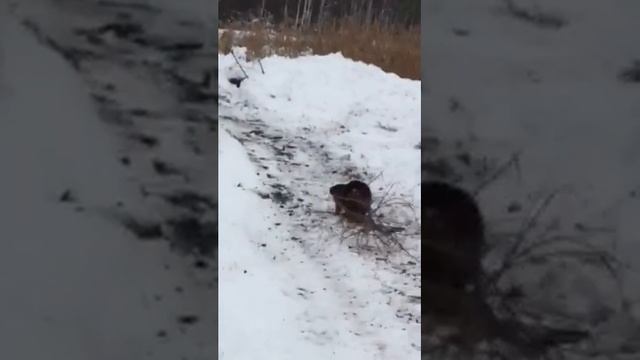 Кобыльное. Поселился бобер. смотреть онлайн