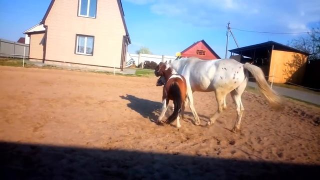 Жизнь в "Табуне" смотреть онлайн