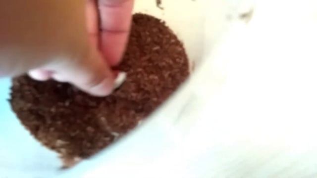 Бронзовка красивая в домашних условиях смотреть онлайн