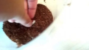 Бронзовка красивая в домашних условиях