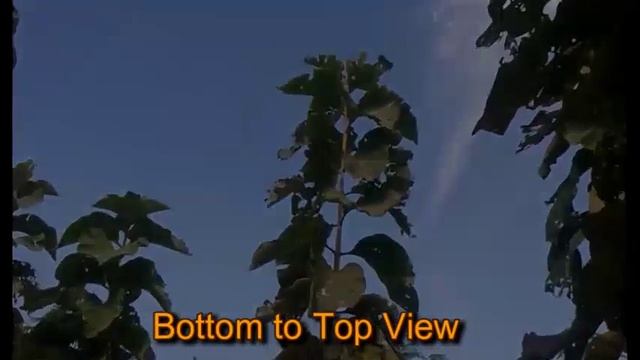 Introduction to tree farm смотреть онлайн