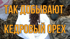 Заготовка кедрового ореха.Старый способ таёжный!