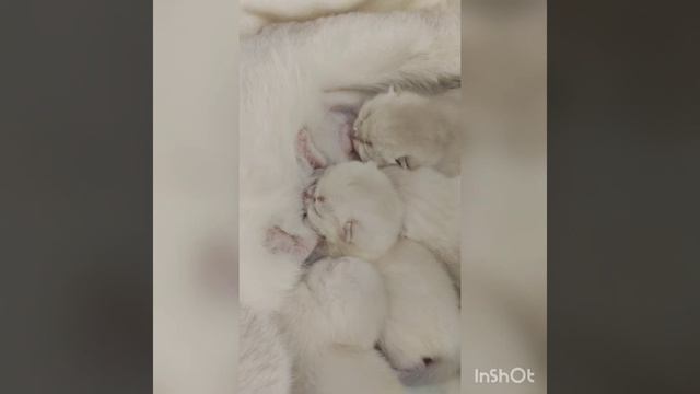 Новорожденные котята. смотреть онлайн