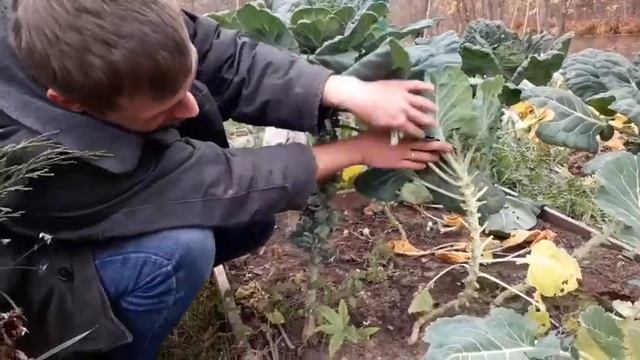 Брюссельская капуста .Неожиданный урожай смотреть онлайн