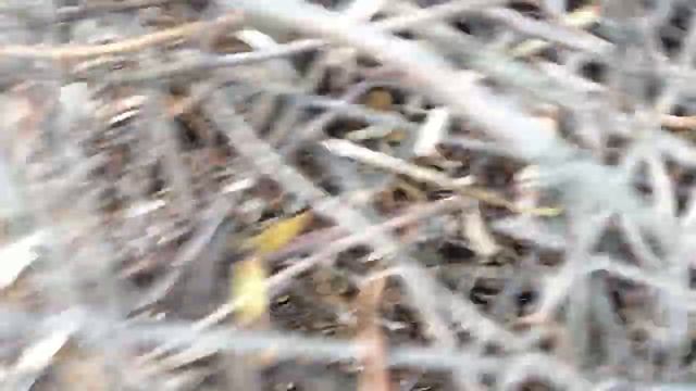 Три гнезда сороки, надеюсь найти клад, смотрите внимательно, если увидели - скажите завтра заберу) смотреть онлайн