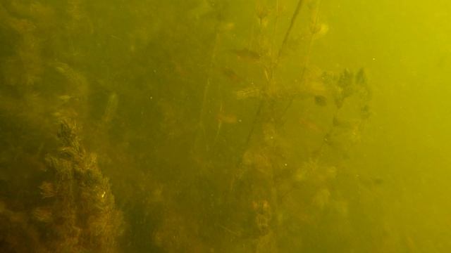 Ukraine. Подводный лес. смотреть онлайн