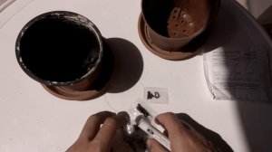 Как Вырастить Венерину Мухоловку из семян.  Вот что из этого выросло