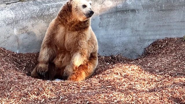 Зоопарк в Финляндии! Helsinki Korkeasaari Zoo!! смотреть онлайн