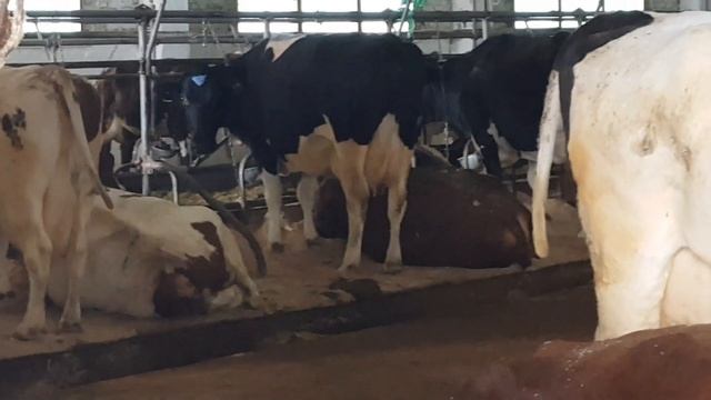 Дойные Коровы Айширская порода, Порода Голштин племенные  Milking Cows Ayshir Breed, Breed Holstein