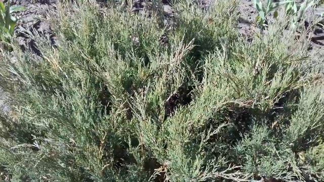 НУЖНО ЛИ СТРИЧЬ МОЖЖЕВЕЛЬНИК ВЕСНОЙ. смотреть онлайн