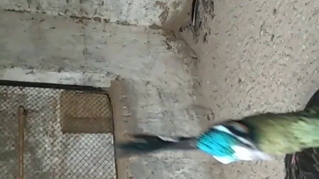 Green java peacock ko khreedty waqt kin batoon ka kheyal rkhain or is k bary ma mukamal tafseel смотреть онлайн