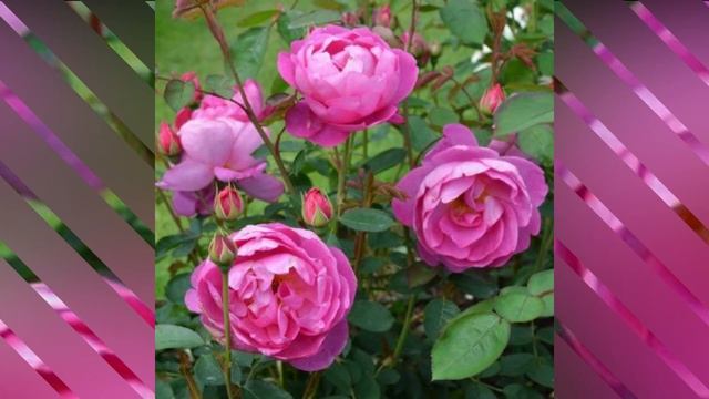 Royal Jubilee Rose /#Roses /#floriculture