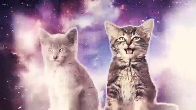 Я очень люблю котят и поэтому вот видосик. смотреть онлайн