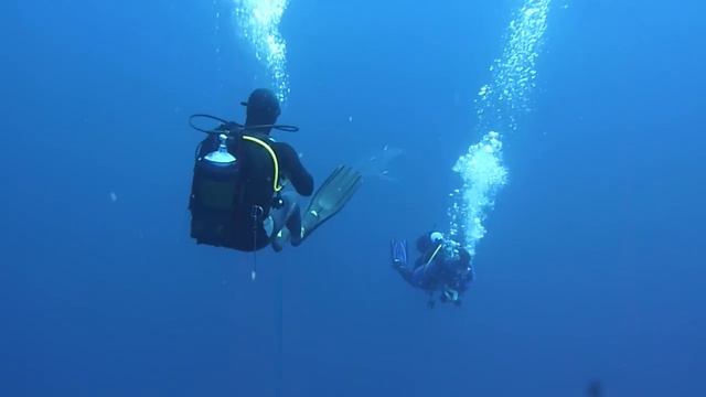 Baited Shark Dive - Protea Banks - South Africa - African Dive Adventures