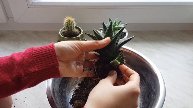 #haworthia #succulent Haworthia Limifolia/Fairies Washboard care, propagation and repottin смотреть онлайн