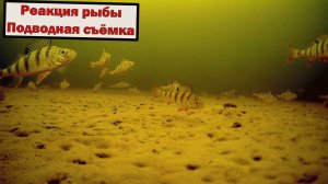 Зимняя рыбалка с подводной камерой. Зимняя рыбалка 2023!