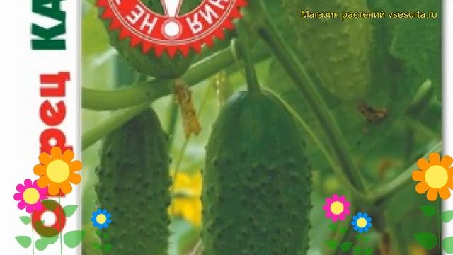 Огурец партенокарпический Каналья F1. Краткий обзор, описание cucumis sativus Kanalia F1 смотреть онлайн
