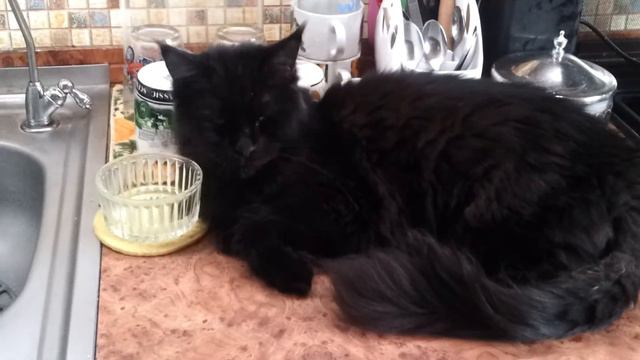 Ленивая кошка смотреть онлайн
