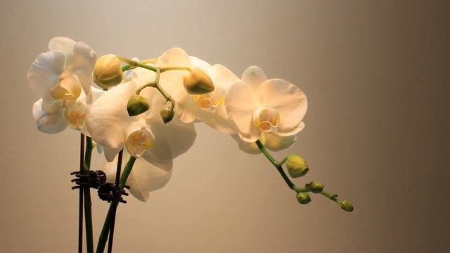 White Phaleonopsis Sequential Blooming Time-lapse 4k UHD Final With Music смотреть онлайн