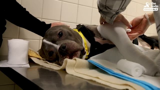 This Senior Pit Bull Is Proof That Love Can Heal Anything | The Dodo Adoption Day смотреть онлайн