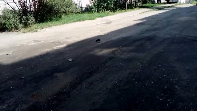 Лысая галка или мини гриф смотреть онлайн