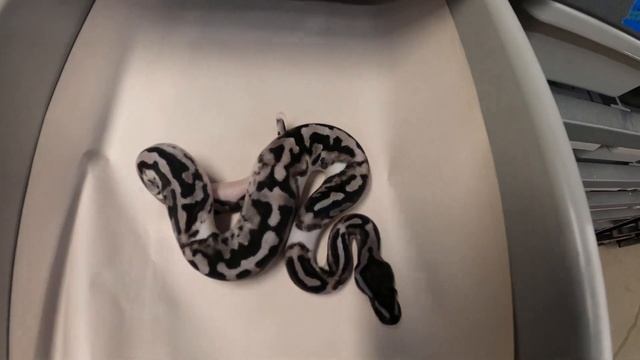 ?️ LIGHTNING PIED CLUTCH UPDATE! THEY'VE SHED,... & THEY'RE BEAUTIFUL✨!!!! смотреть онлайн