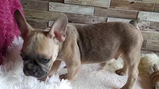 как фотографировать щенка самой смотреть онлайн