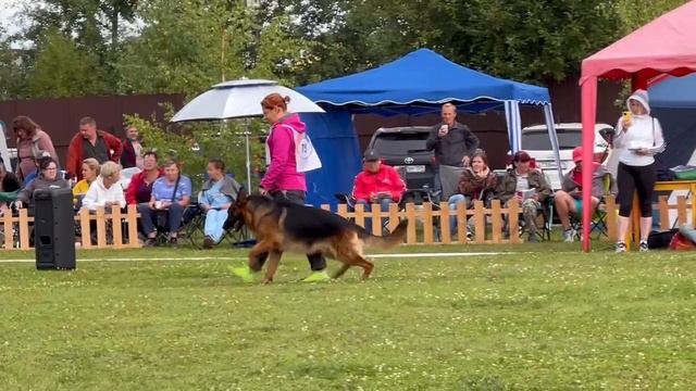 ПП 075 Ирендорф ЗУРБАГАН / Моно немецких овчарок ранга ПК БРОННИЦЫ 10 августа 2024
